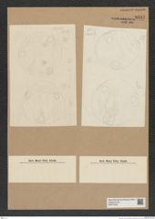 Diatomeae indet. Zeichnungen Sammlung Grunow Nr. 8237 (NHMW-BOT-W0377629)